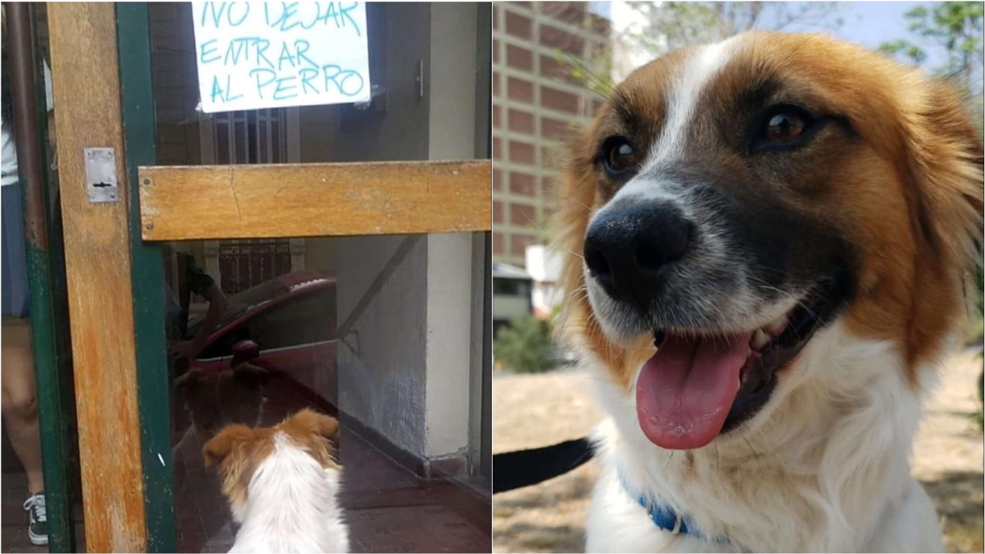 Cachorro abandonado em frente a prédio placa escrito não deixem o