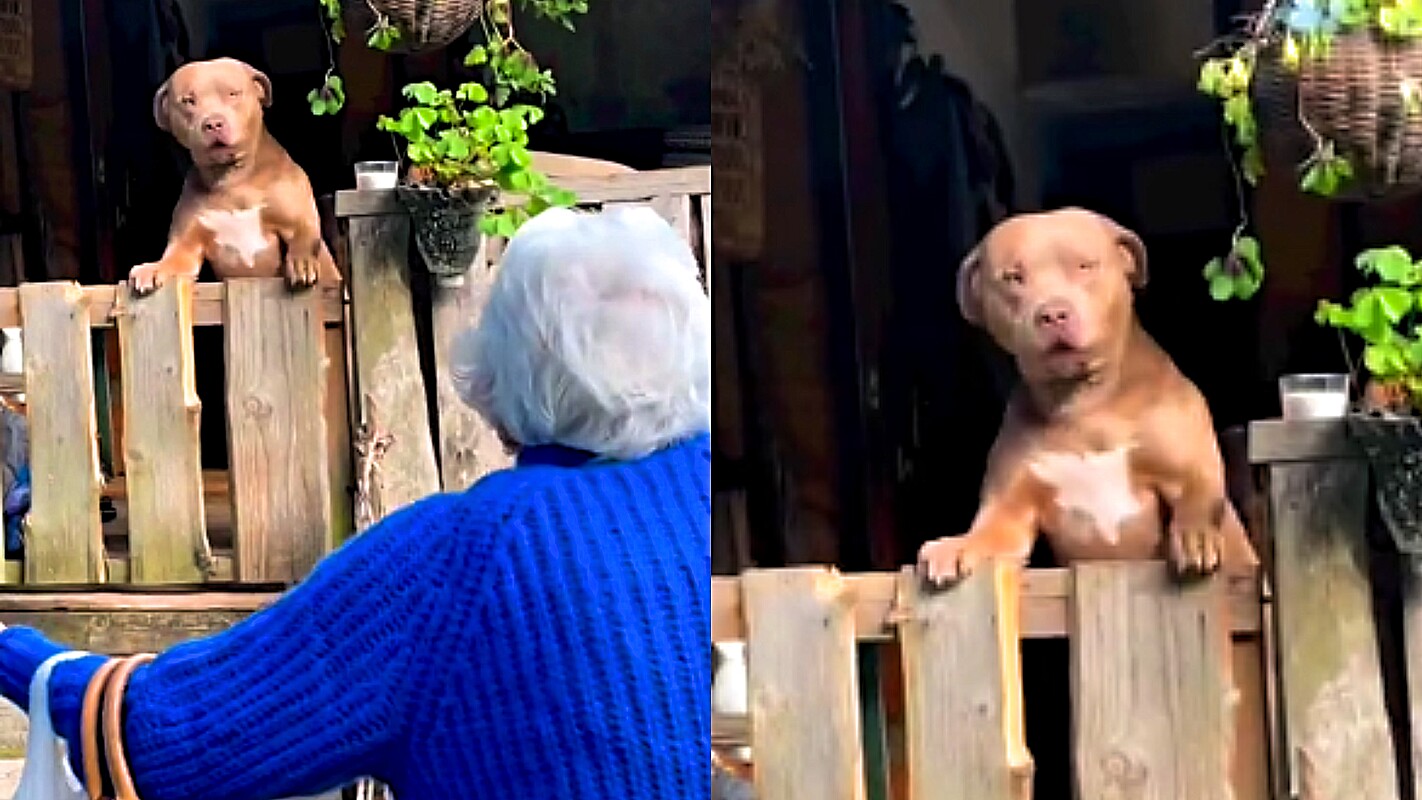 Pit Bull Gigante Tem Rea O Encantadora Ao Ver Sua Vov E Cena