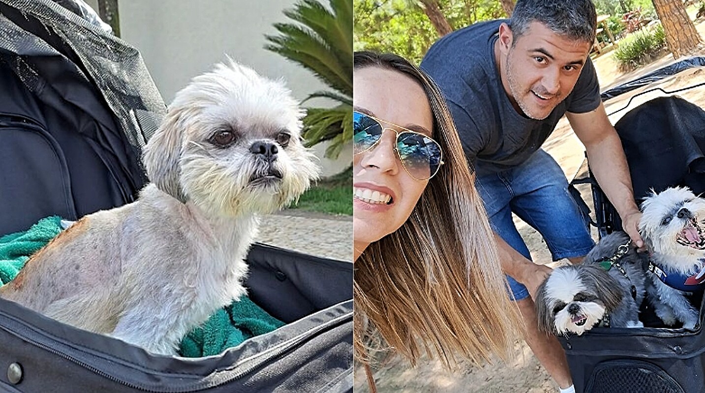 Cachorro paraplégico resgatado de maus tratos ganha família