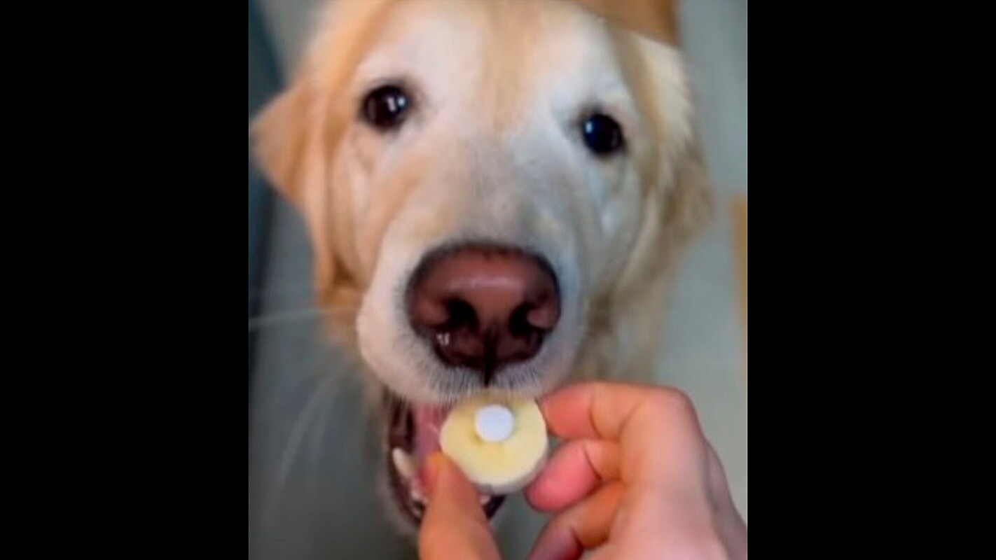 Tutor tenta gravar como faz para dar remédio para cachorro mas vídeo