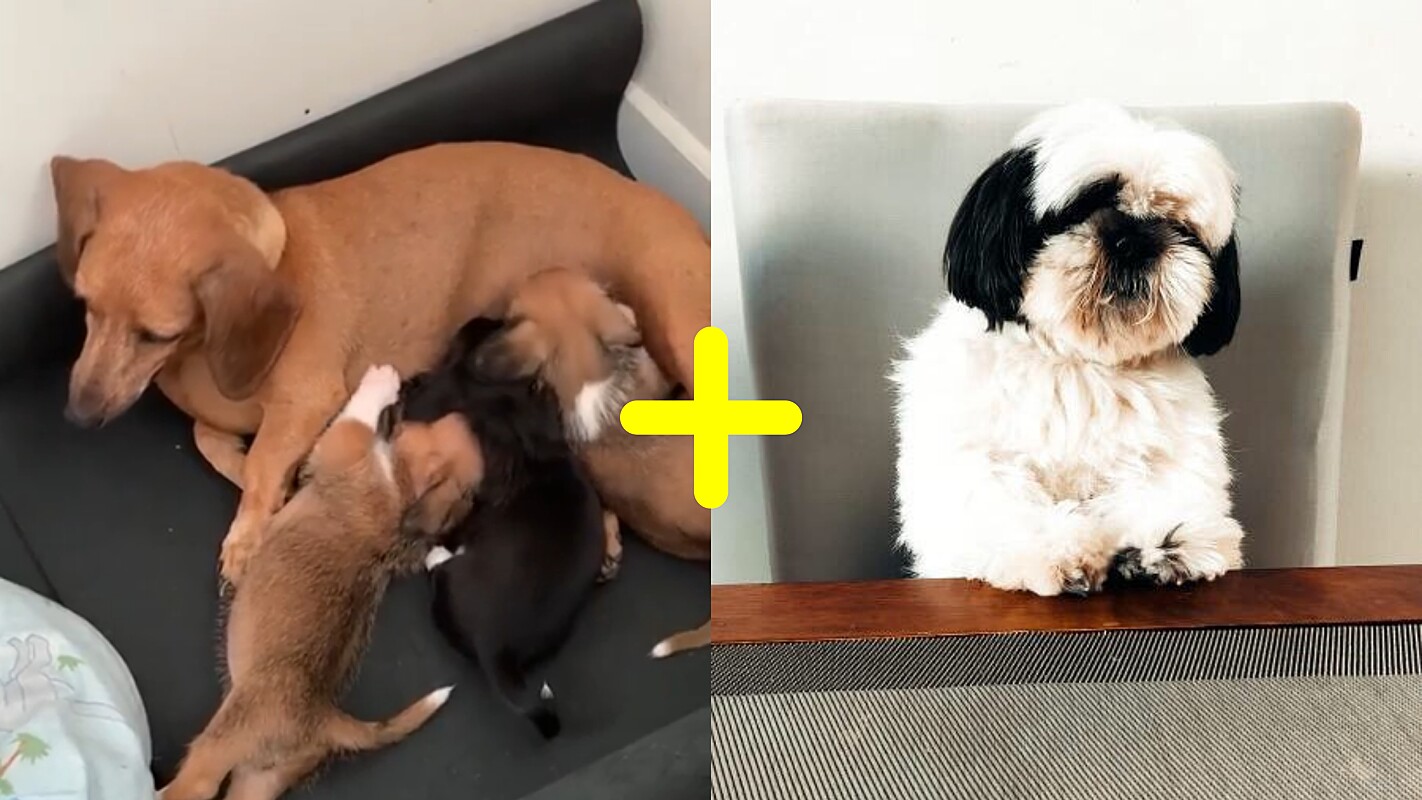 C O Da Ra A Shih Tzu Cruza Acidentalmente Dachshund Veja Como