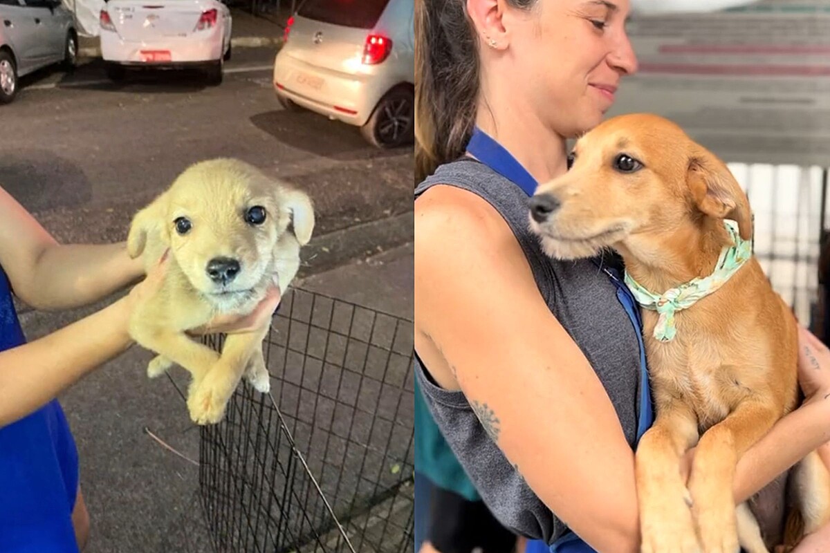 Vira lata caramelo que ainda não tinha sido adotado por causa do nome