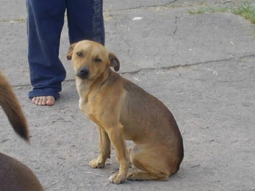 O Cachorro Vira Lata Caramelo O Maior E Melhor S Mbolo Canino Do