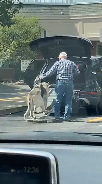 Homem Constr I Rampa Para Ajudar Seu Cachorro Idoso A Subir No Carro V Deo