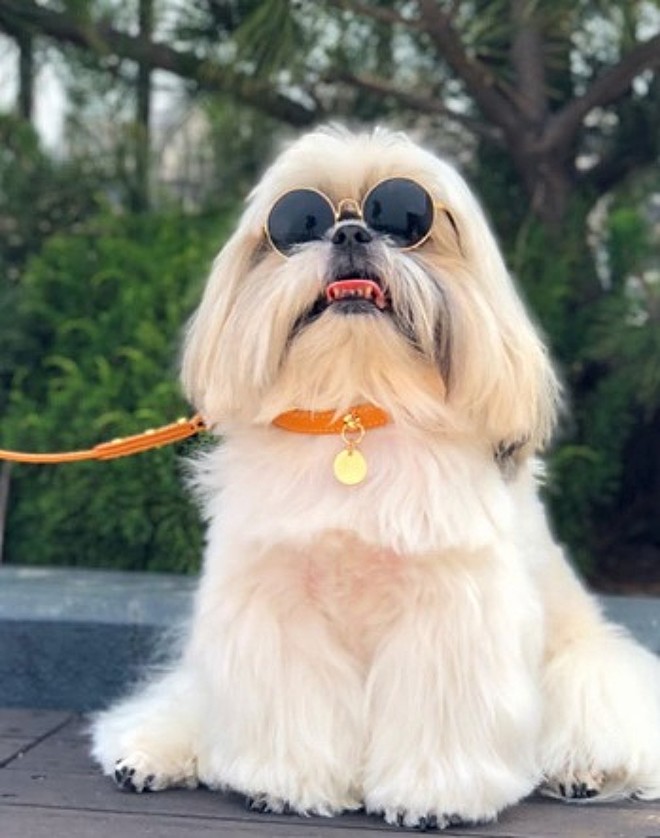 C O Shih Tzu Chanel Parecido Lady Gaga Ganha Milhares De