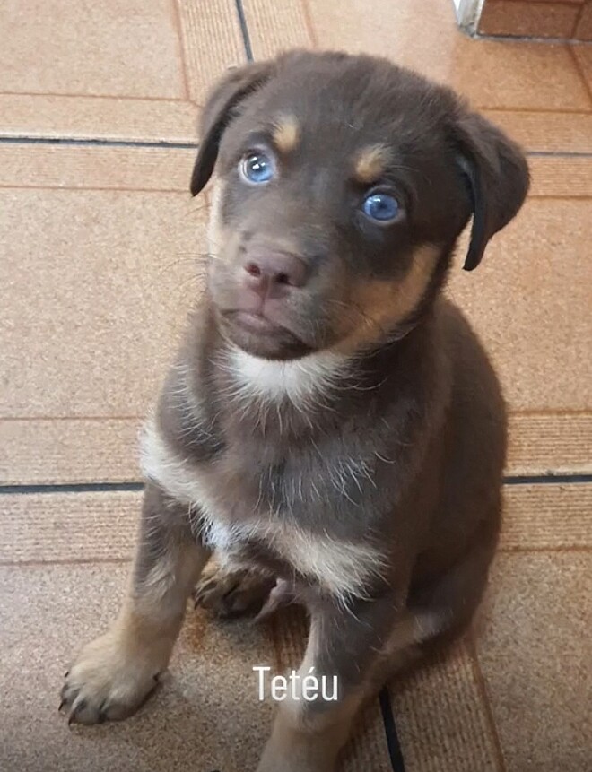 Pinscher Cruza Acidentalmente Husky Siberiano Veja Como Ficaram Os