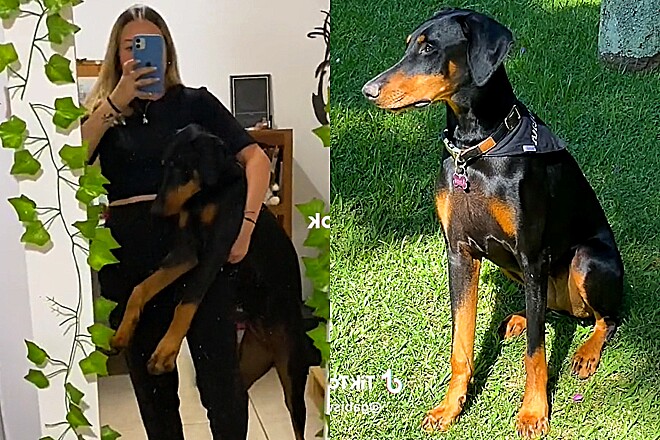 Mulher Conta Como Foi Sua Experi Ncia Tendo Um Cachorro Da Ra A Doberman