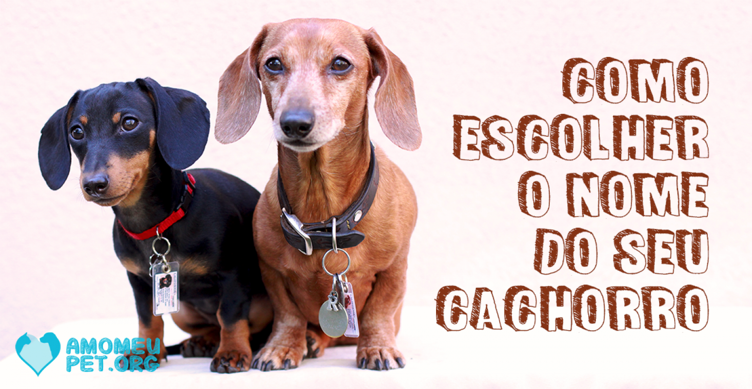 Como escolher o nome do seu cachorro