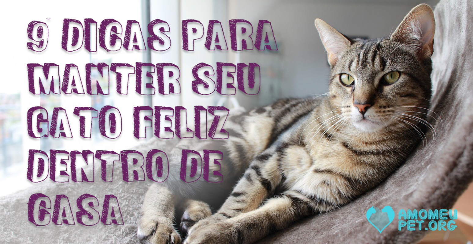 Educação dos gatinhos  Dicas e truques para uma vida feliz