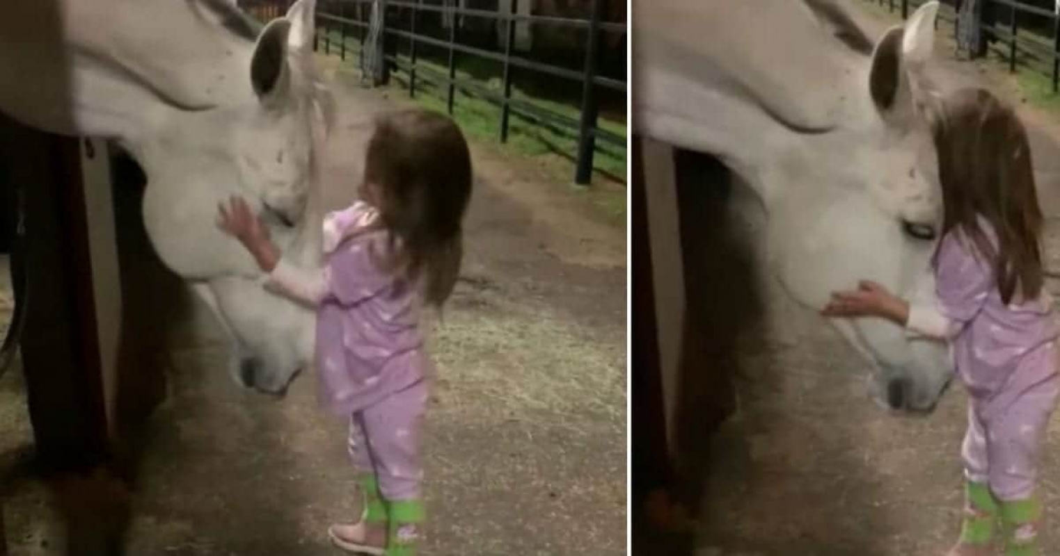 Menina de 5 anos é tão encantada por cavalos que leva um escondido para seu  quarto (vídeo)