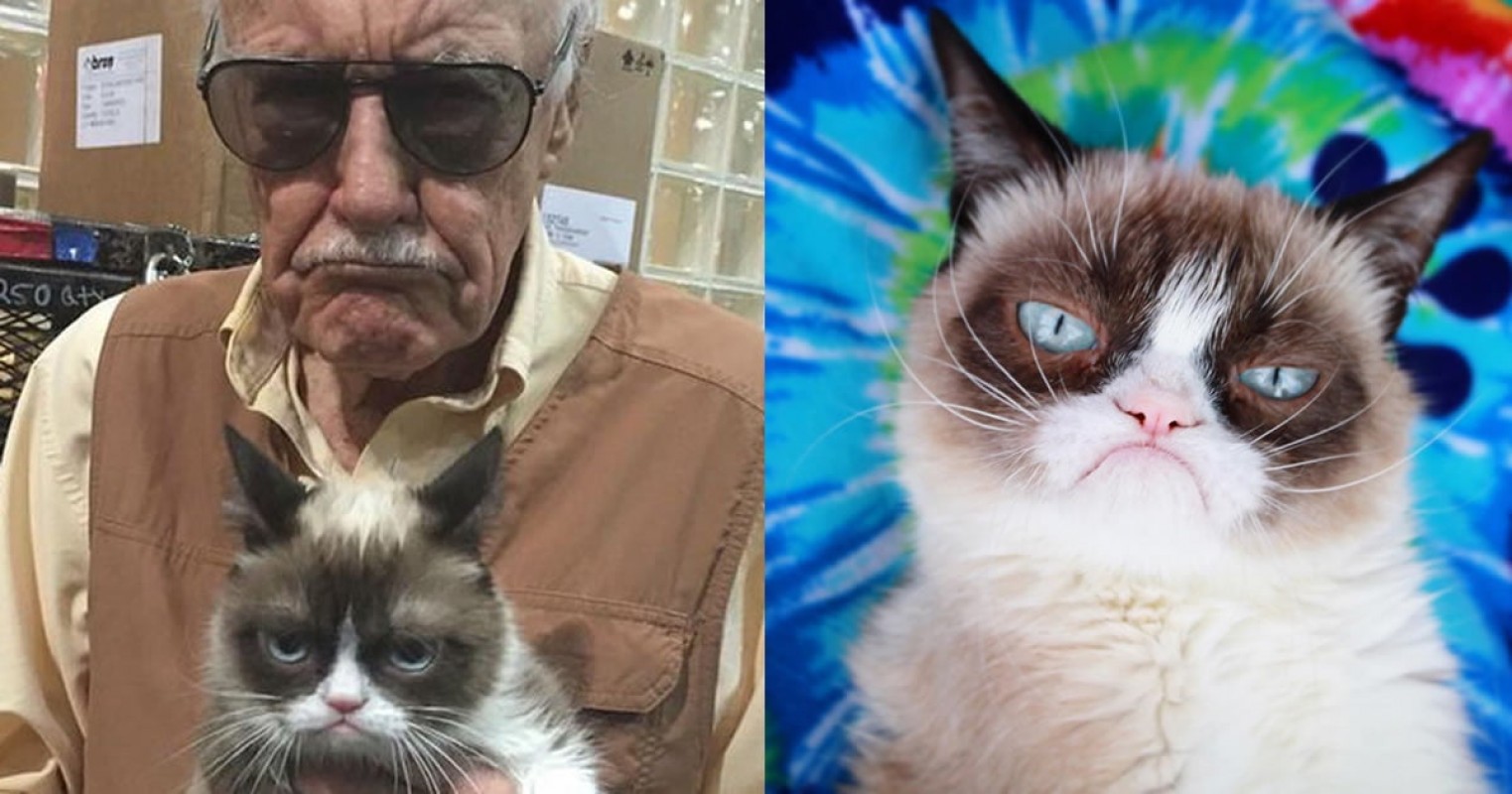 Morre 'Grumpy Cat', a gata celebridade da internet, protagonista de