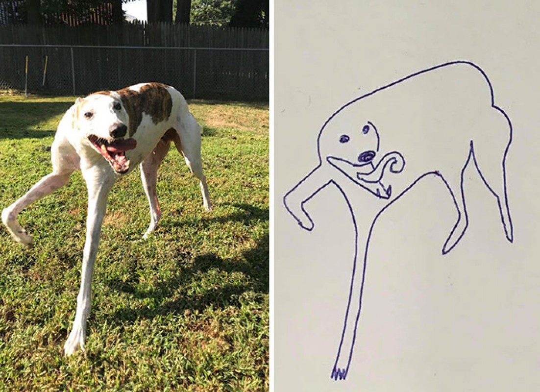 DESENHAR ANIMAIS, como desenhar, desenho para desenhar, desenho