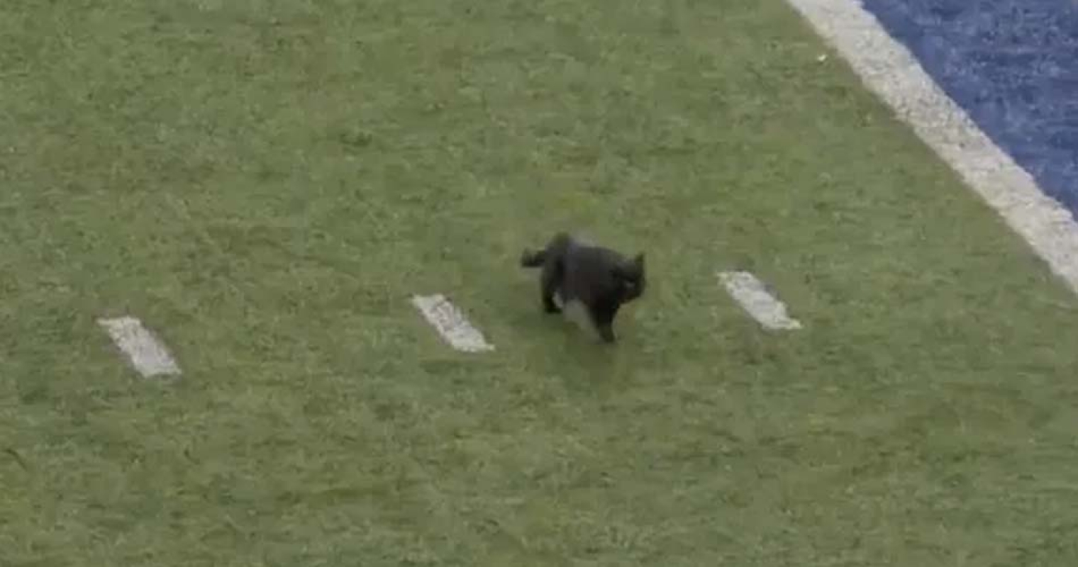 Gato preto invade jogo de futebol e leva torcedores ao delírio