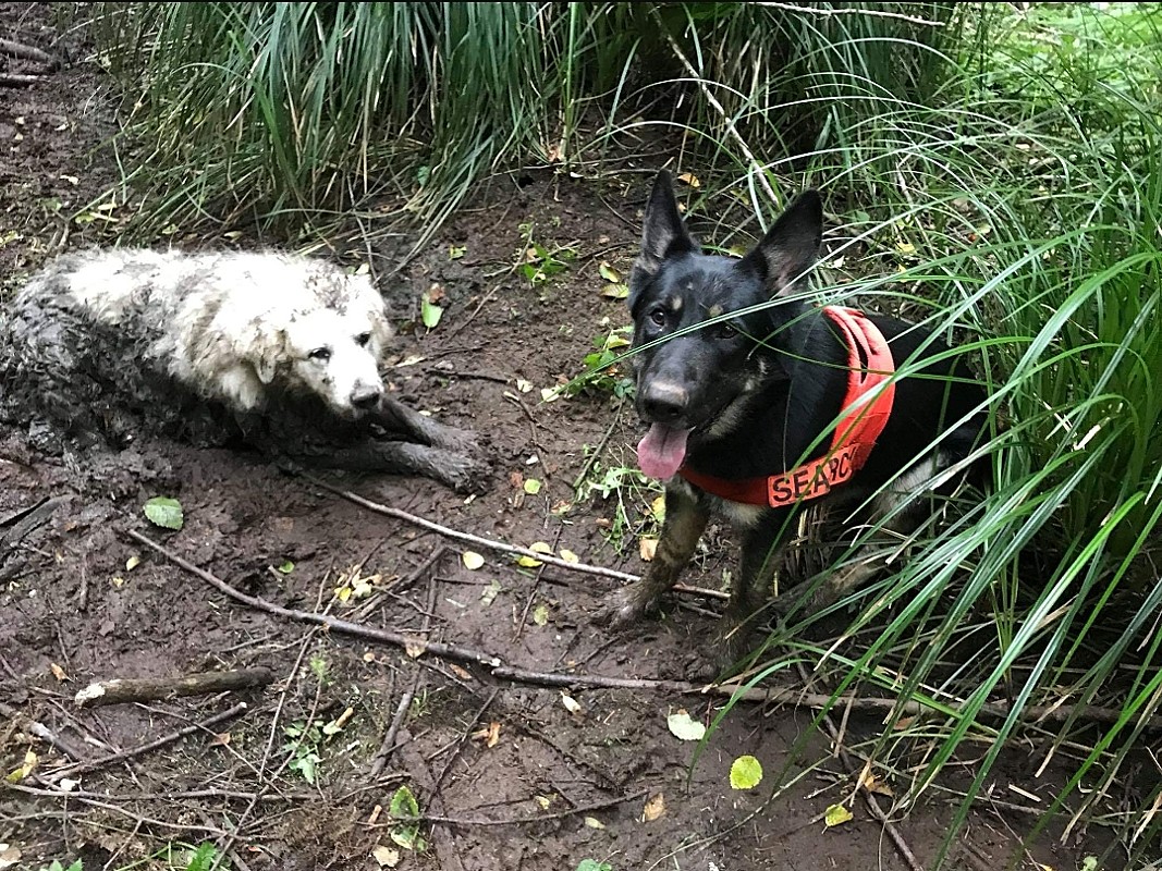 Em sua 1ª missão, cão de resgate encontra cachorro submerso na lama por dois dias