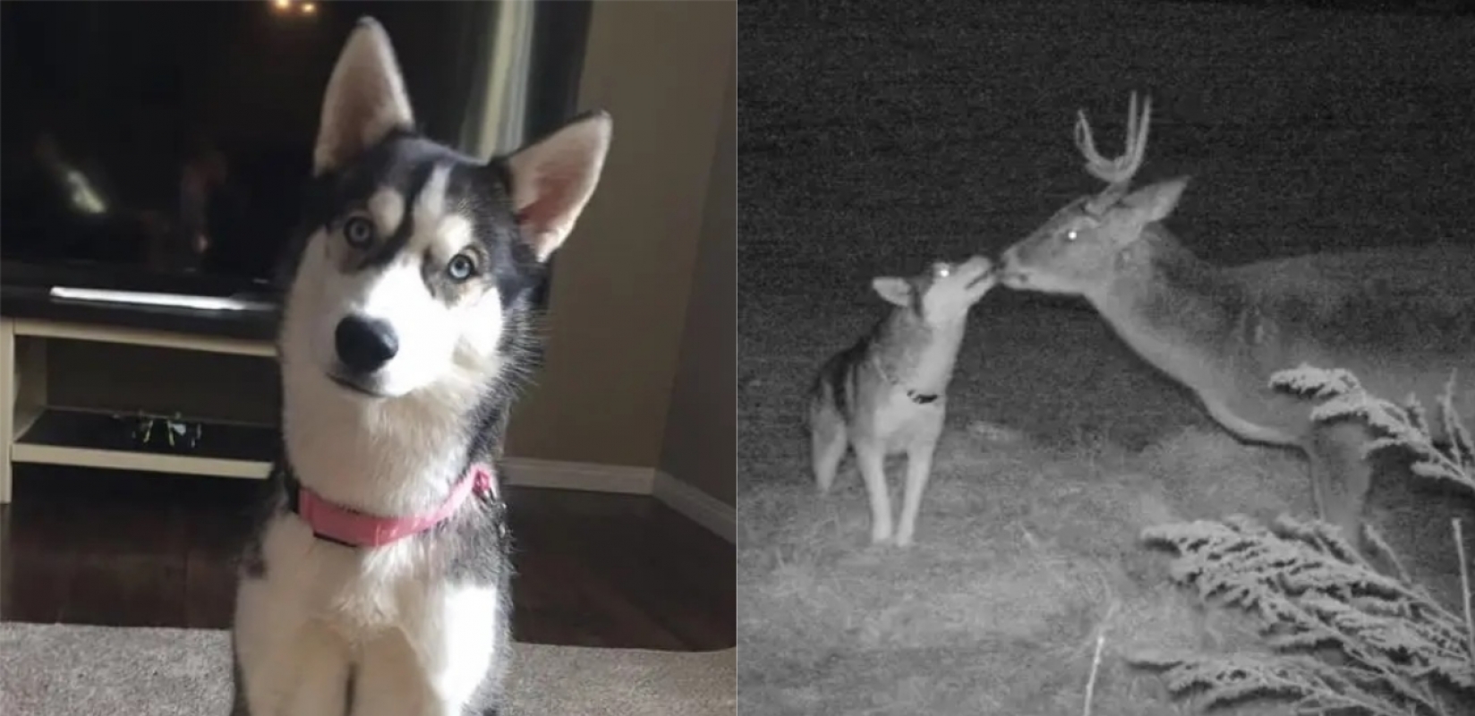 Cadela husky foge de casa e dona descobre que animal visitava todos os dias  amigo cervo em floresta