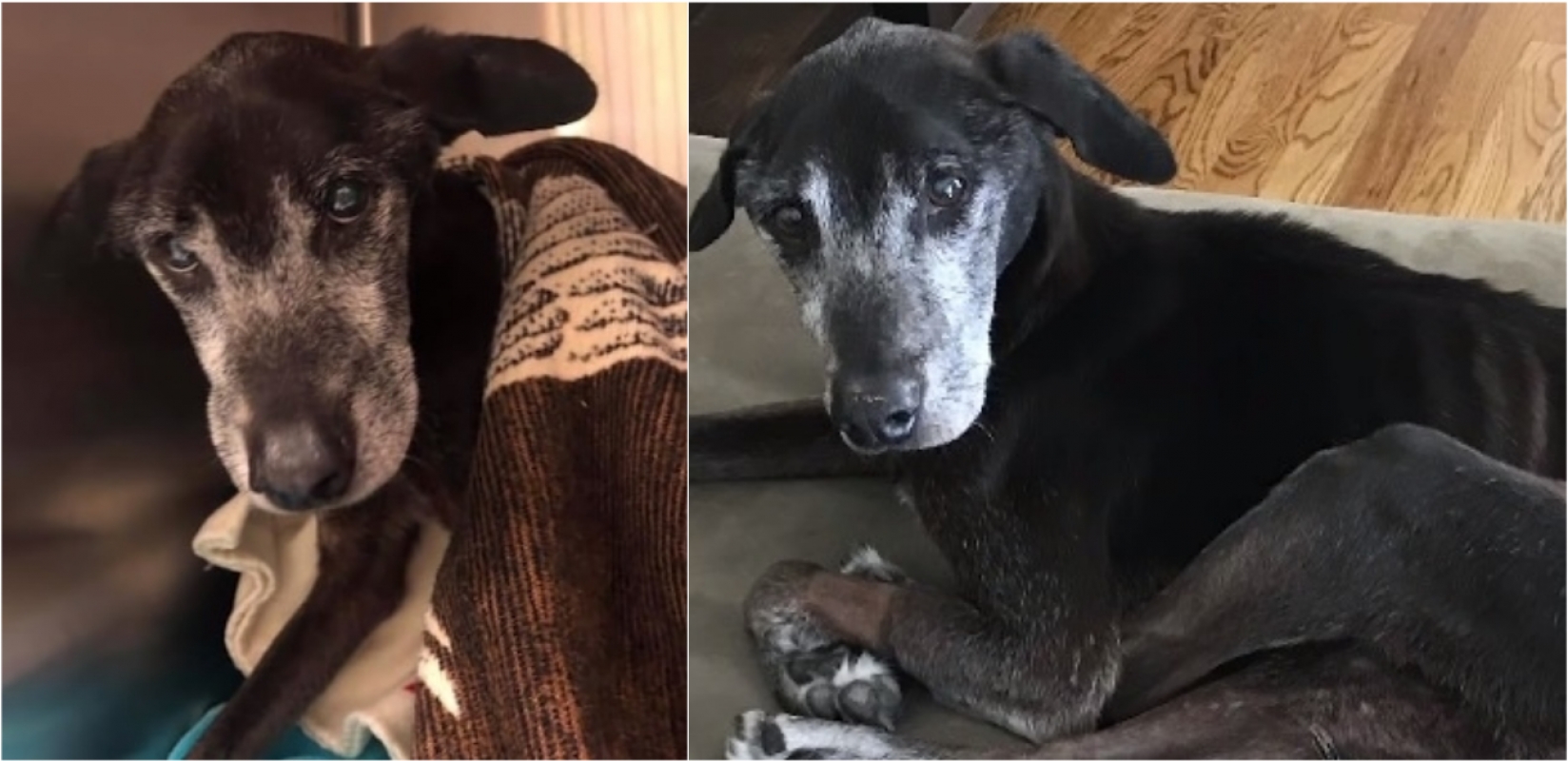 Cachorro com tumor é abandonado por ser velho como sujeira, é tratado e  ganha novo lar
