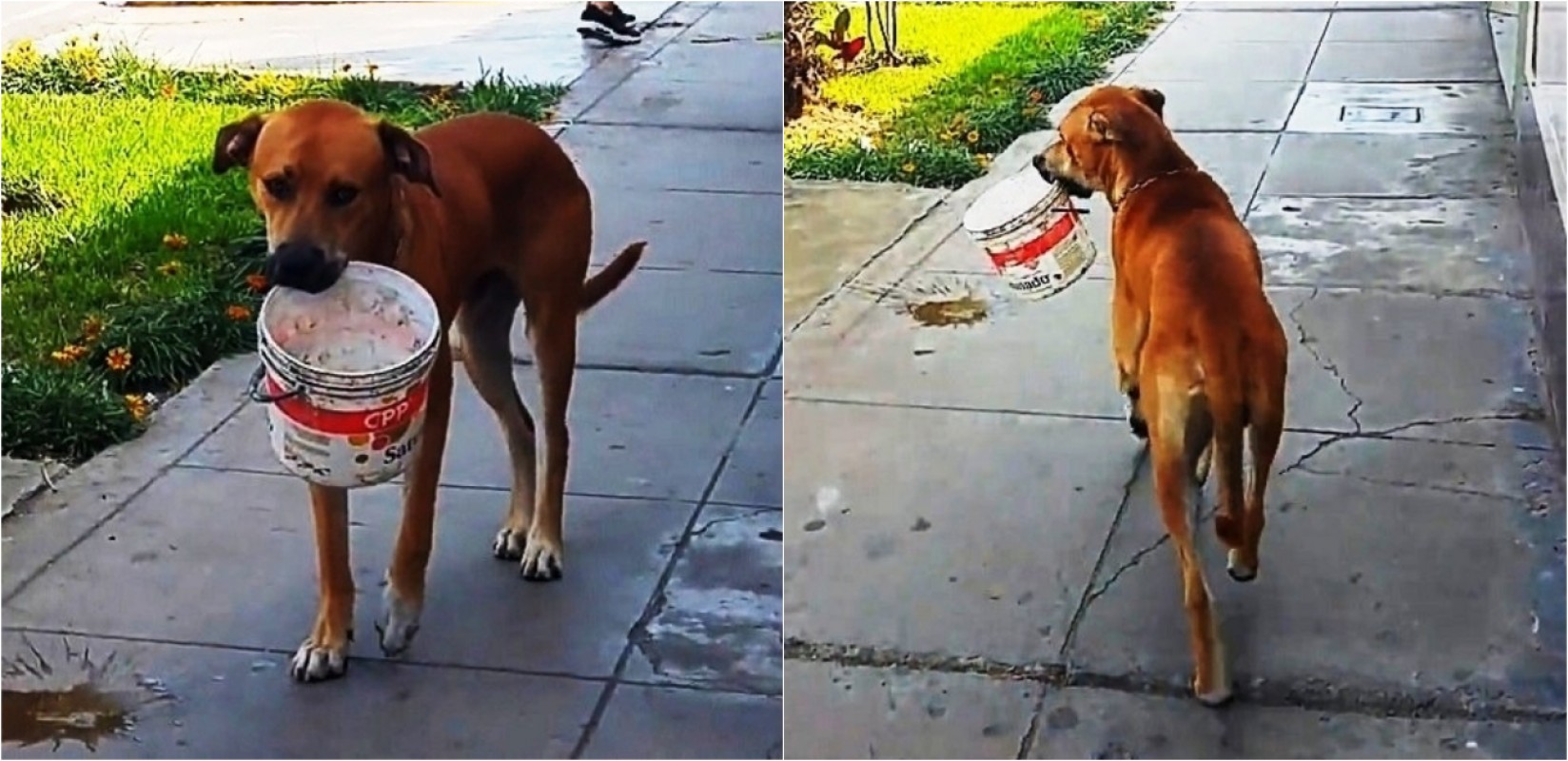 Dono entrega o cão a um abrigo dentro de um balde com óleo do