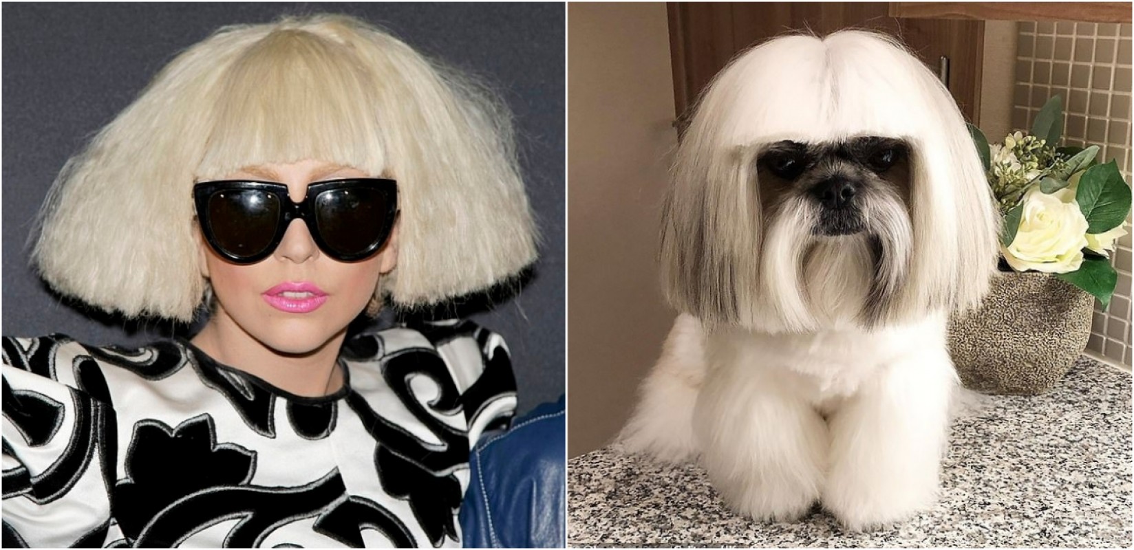 Cão shih-tzu com chanel parecido com Lady Gaga ganha milhares de seguidores  no Instagram