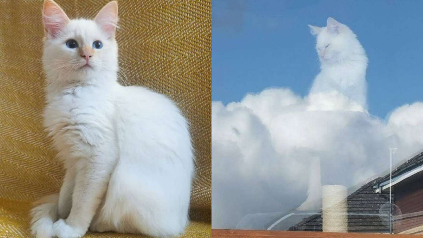 Dona tira foto do gato olhando pela janela e acidentalmente o transforma em um ‘deus’ – [Blog GigaOutlet]