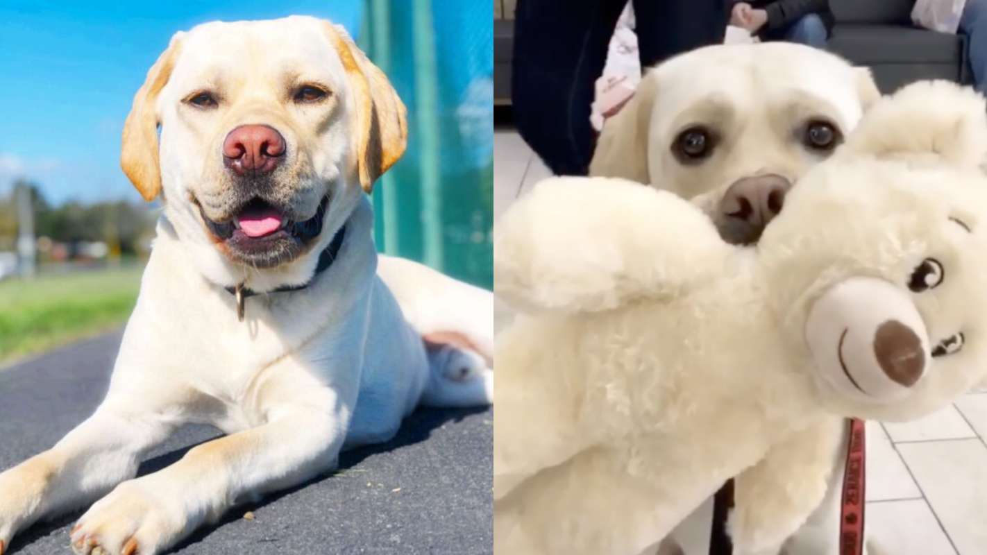 Labrador cão-guia é levado à loja para escolher um brinquedo e opta por ursinho parecido com ele – [Blog GigaOutlet]