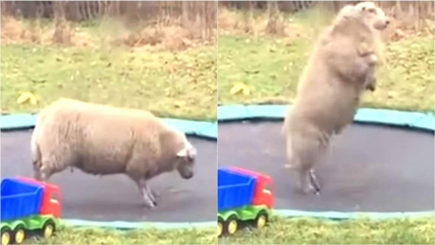 Família flagra ovelha pulando em cama elástica e vídeo ganha 20 milhões de visualizações – [Blog GigaOutlet]