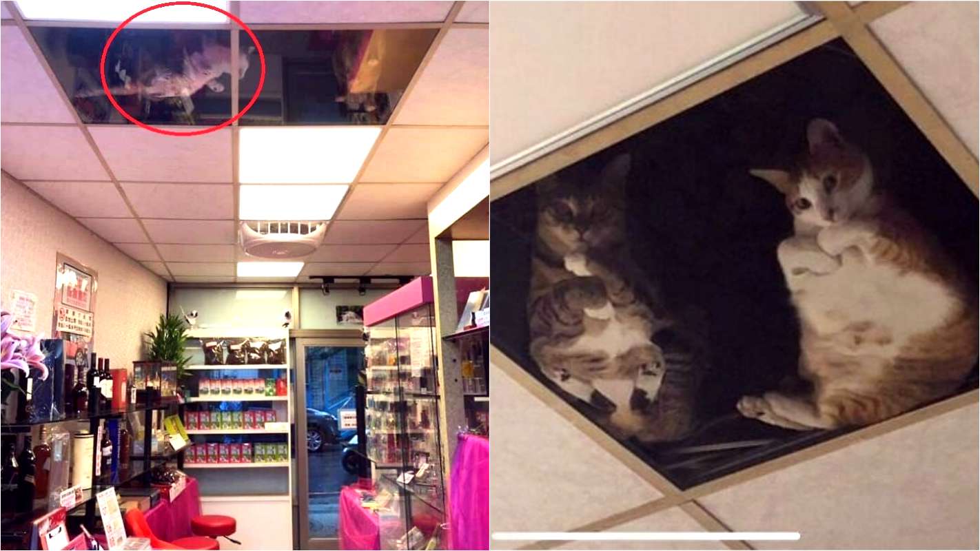 Comerciante coloca painel de vidro no teto para que seus gatos possam monitorá-lo de perto – [Blog GigaOutlet]