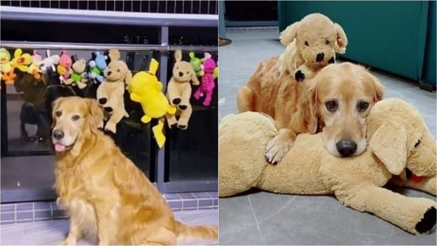 Cão golden retriever faz questão de ficar ao lado dos seus brinquedos enquanto eles secam de noite – [Blog GigaOutlet]