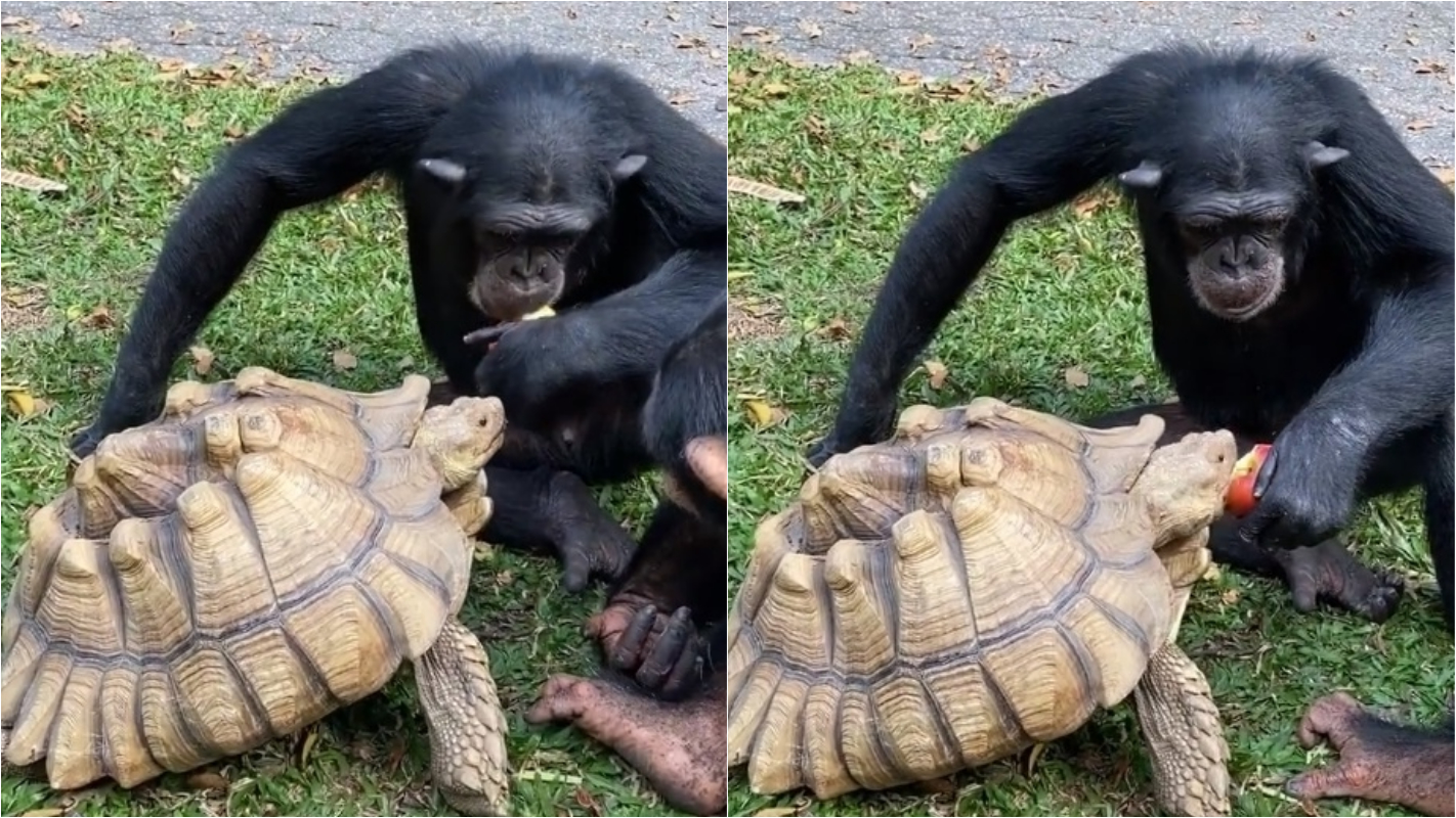 Em gesto solidário chimpanzé divide a sua comida, alimentando tartaruga