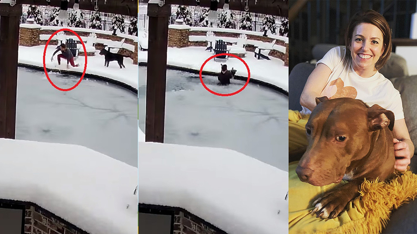 Mulher pula em piscina congelada para salvar seu cão pit bull de afogamento