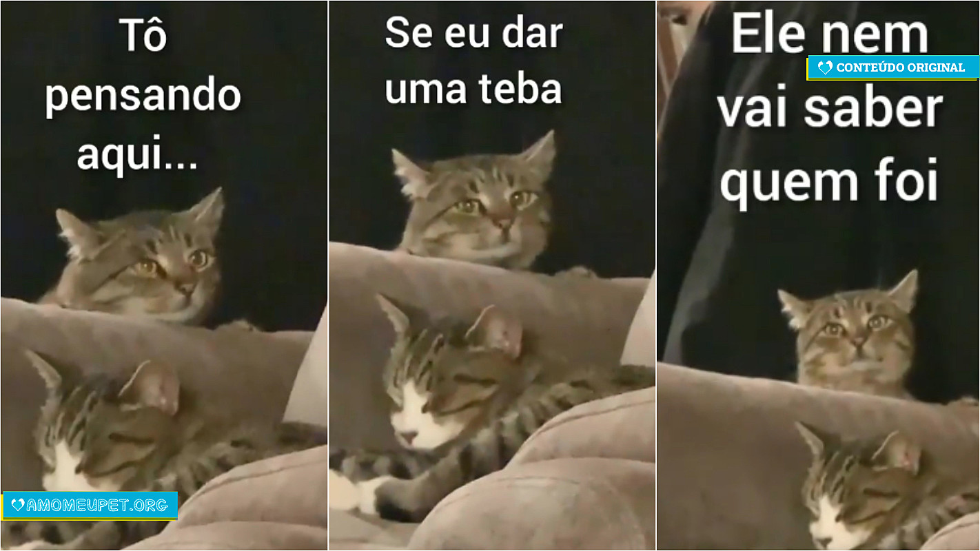 Por que meu gato está triste? – Se Meu Pet Falasse…