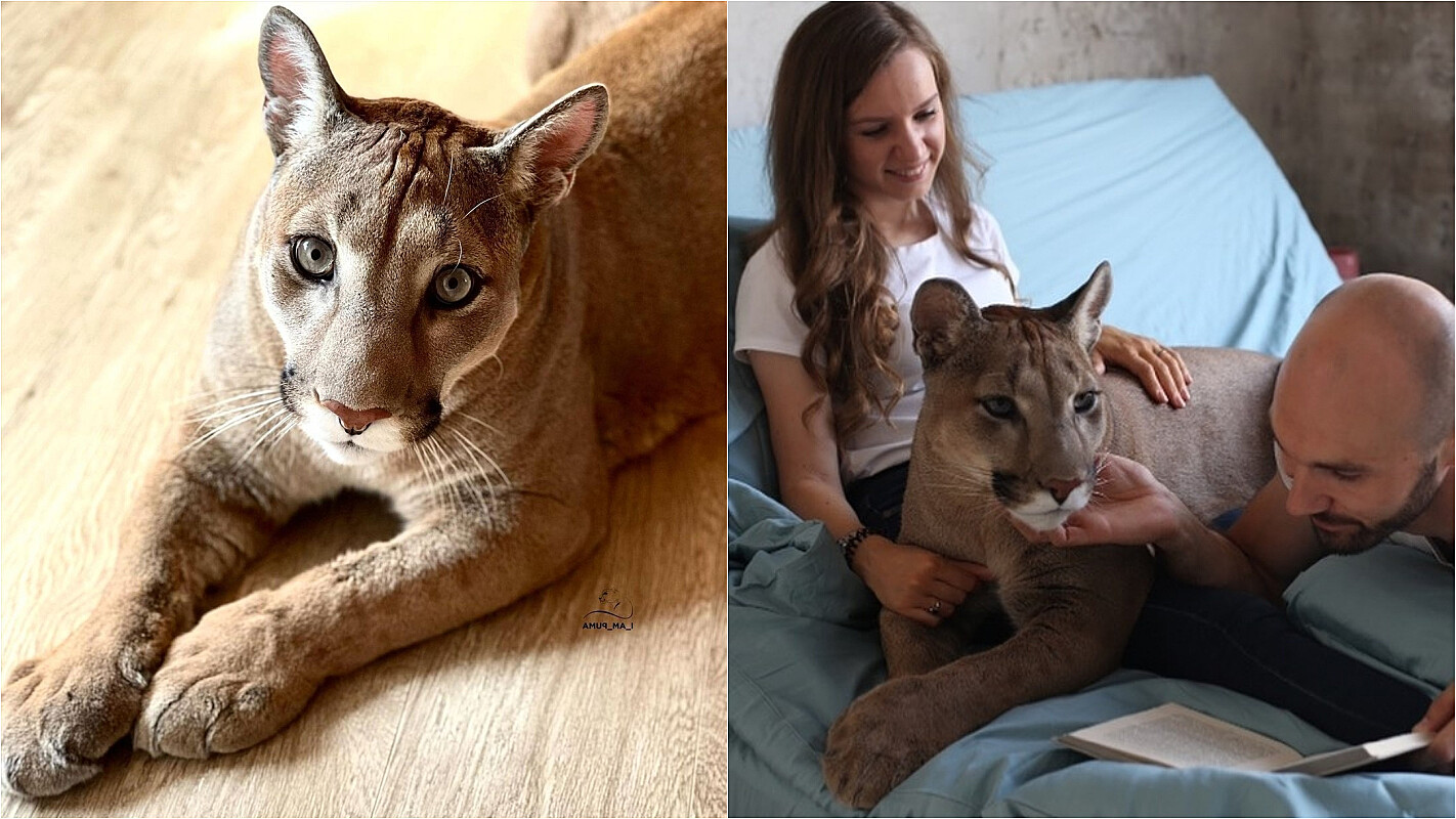 Puma que seria sacrificado é adotado e é tão mimado quanto um gato de  estimação