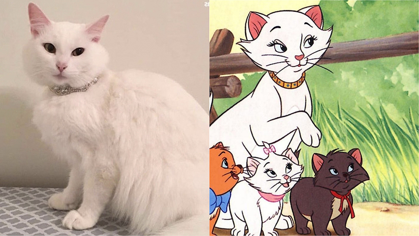 Nomes da Disney para gatos - os felinos mais famosos!