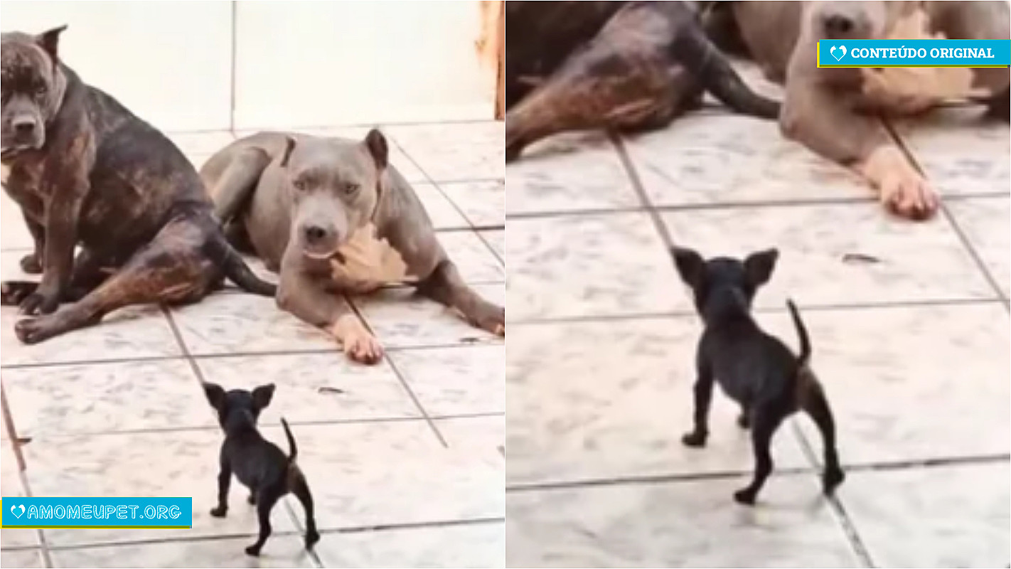 Filhote de pinscher confronta dois cães american bully veja a reação