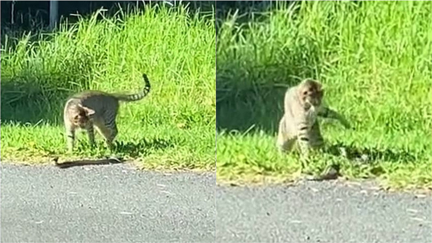 Cobras venenosas estão maiores, mais fortes e geram medo na Austrália