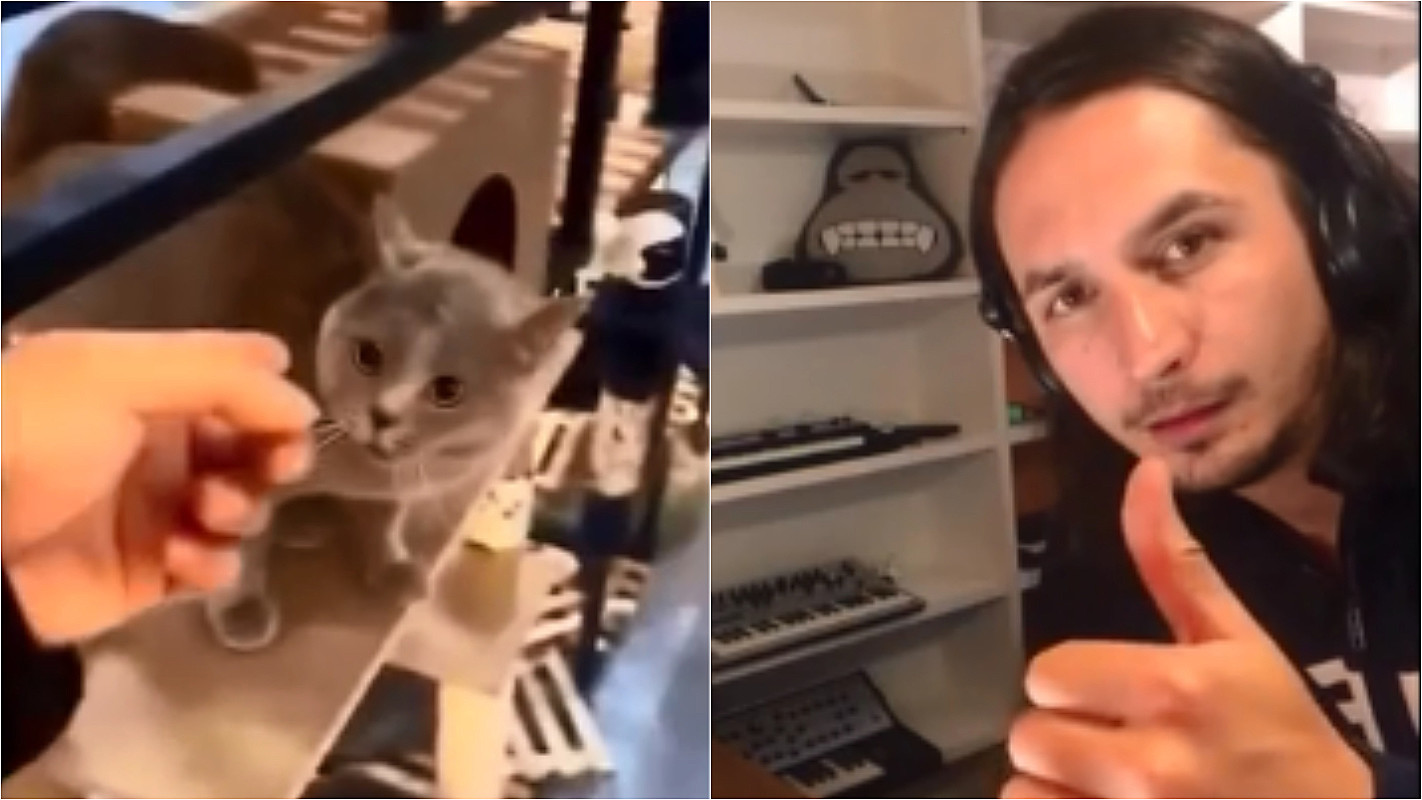 Vídeo hilário: conheça o gato que é o melhor jogador de sinuca do mundo -  Pet e pop