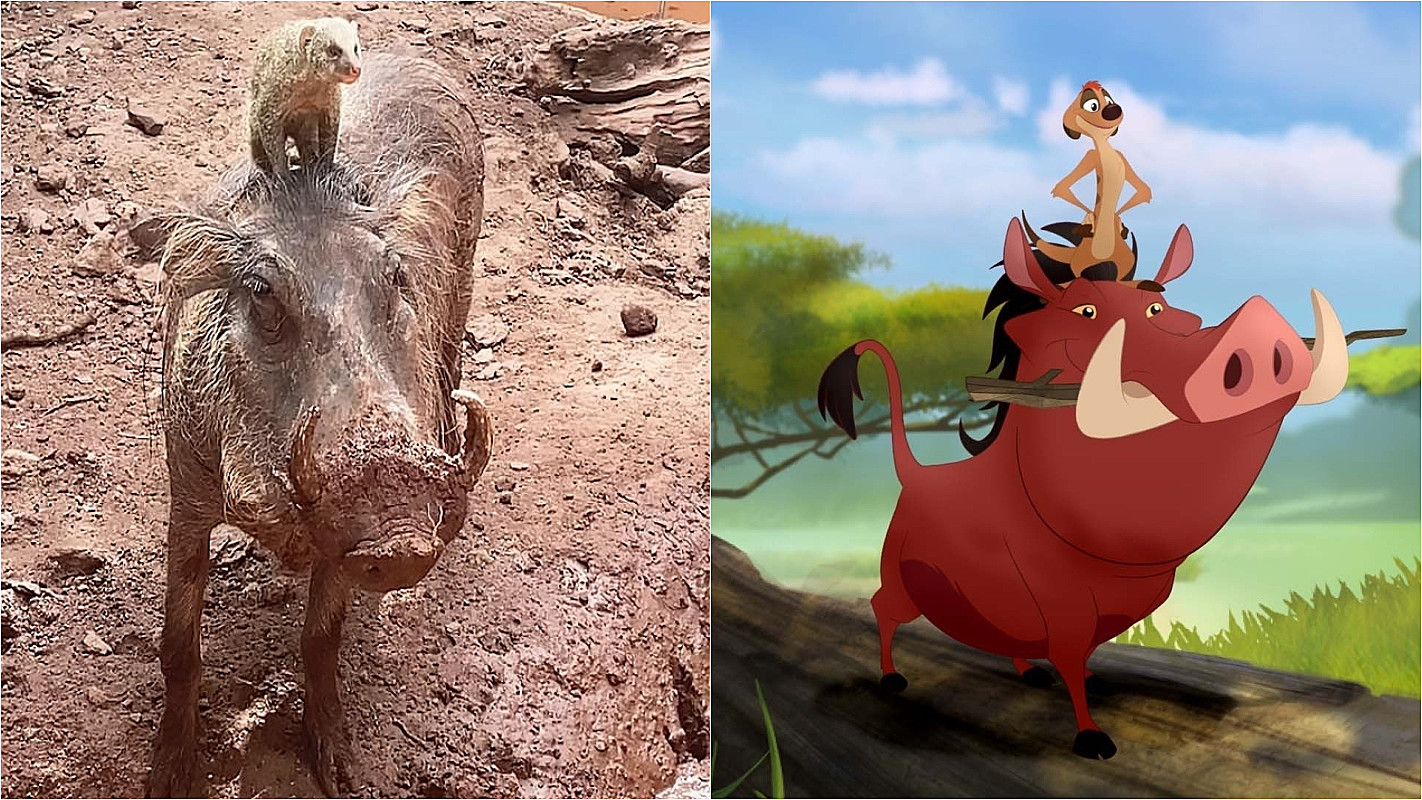Timão e Pumba da vida real: dupla forma amizade como os personagens de ...
