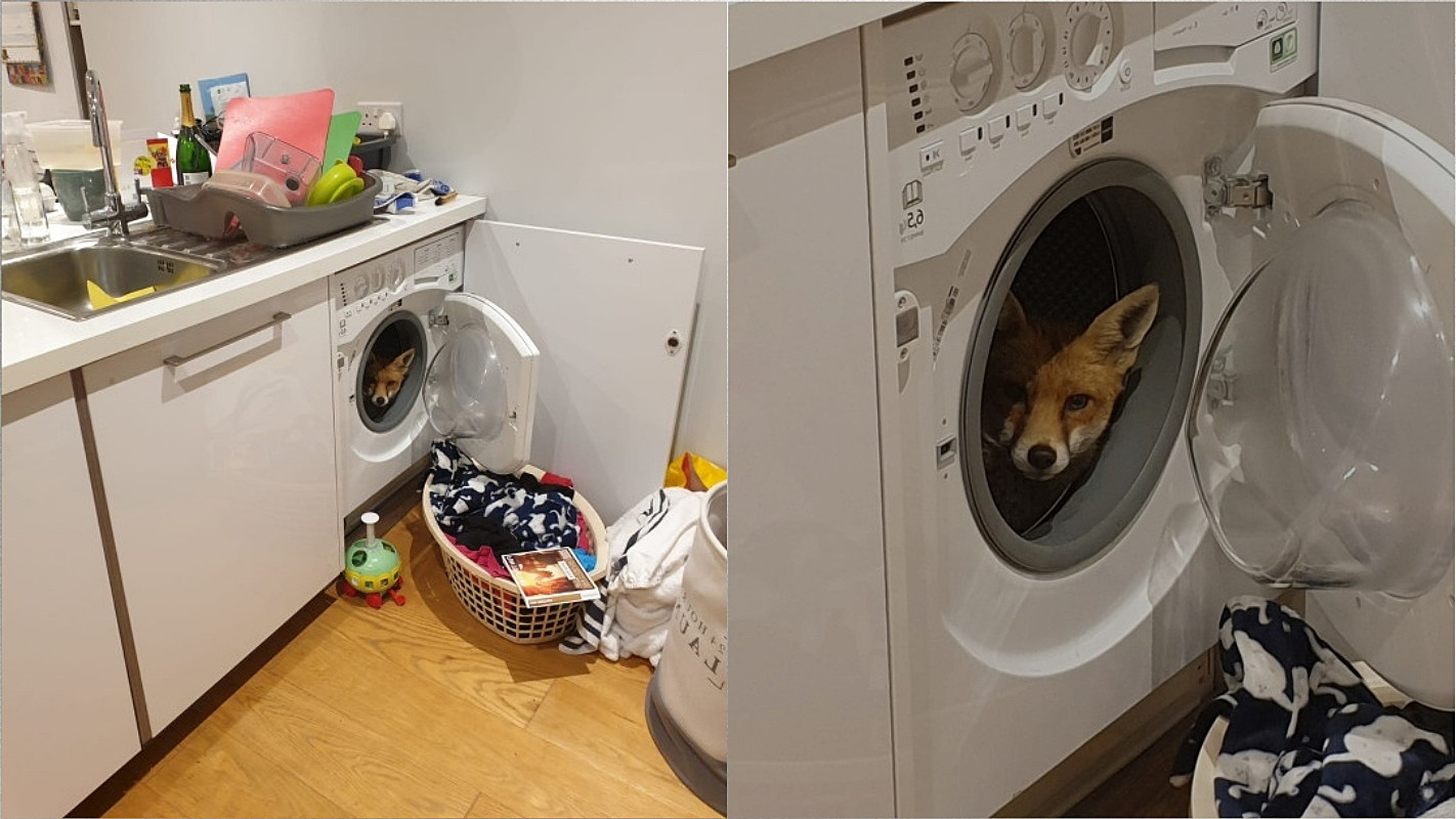 The couple were surprised to find a fox hiding in the washing machine