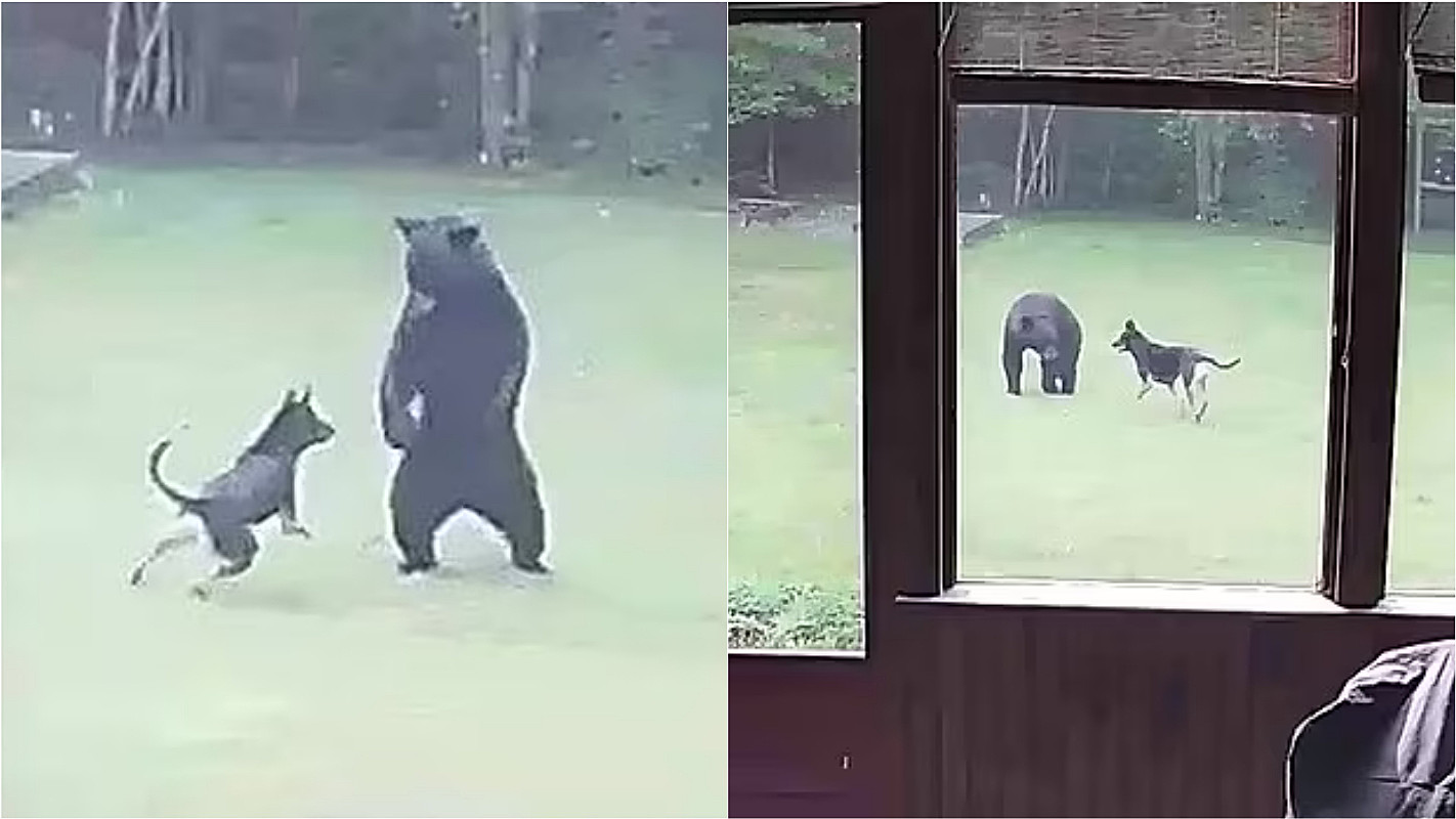 Urso é filmado dançando na rua e cena lembra filme da Disney