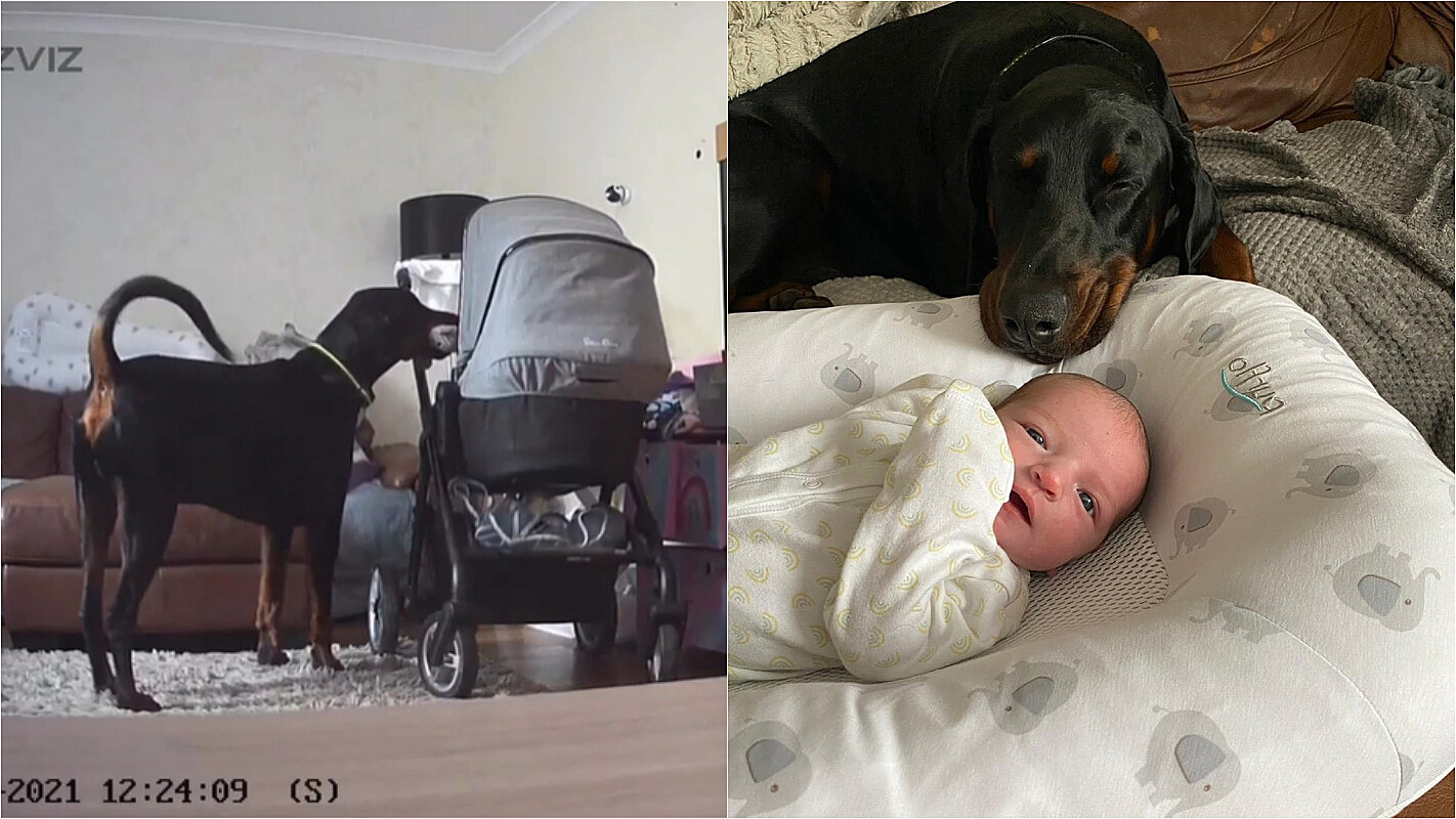Cão Dobermann entrega brinquedo para bebê se acalmar enquanto mãe preparava mamadeira – [Blog GigaOutlet]