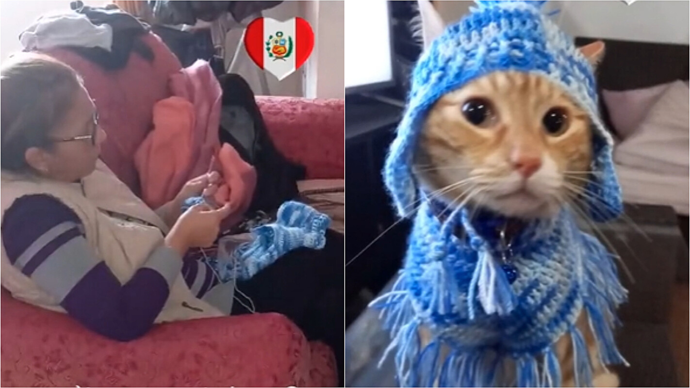 Conheça Bruno, o gato que ganhou um agasalho quentinho tricotado pela sua  tia; vídeo, image size:1422x800