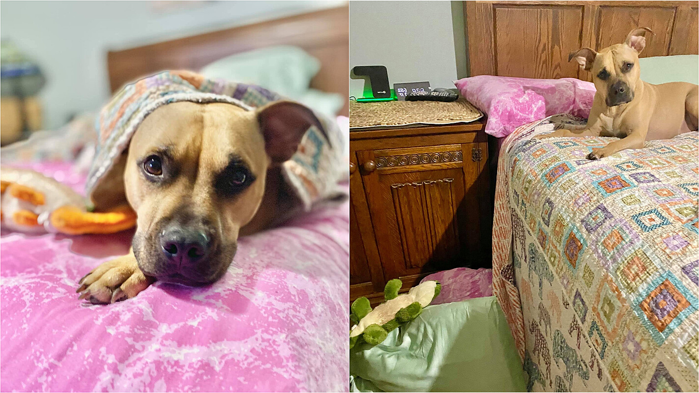 Conheça Henry, o cachorro que faz drama para avisar que seu ‘jacaré’ caiu da cama – [Blog GigaOutlet]