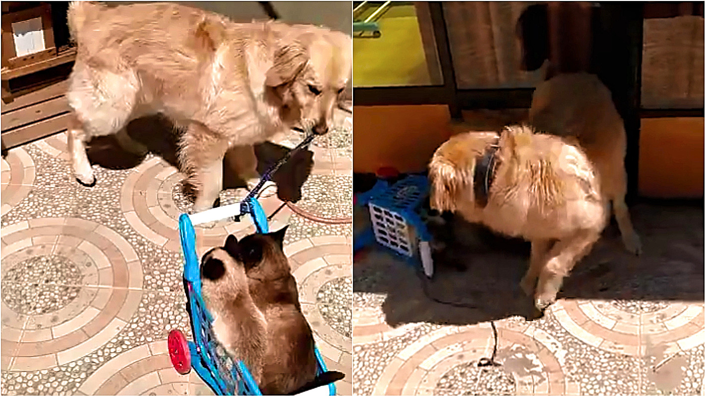 Cachorro brinca de puxar gatos em brinquedo mas acaba capotando carrinho; vídeo – [Blog GigaOutlet]