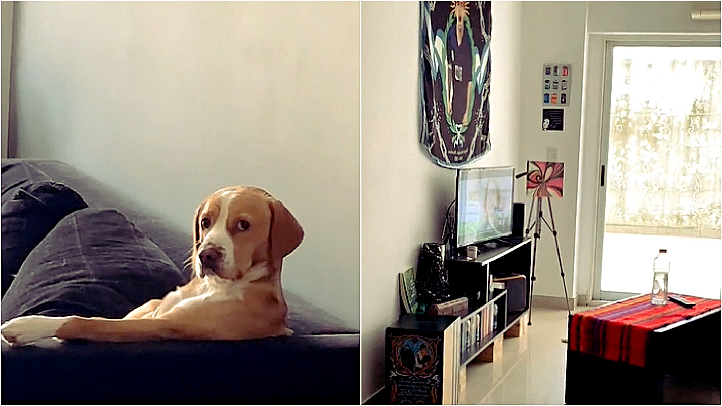 Cachorro é flagrado assistindo futebol sentado no sofá feito gente