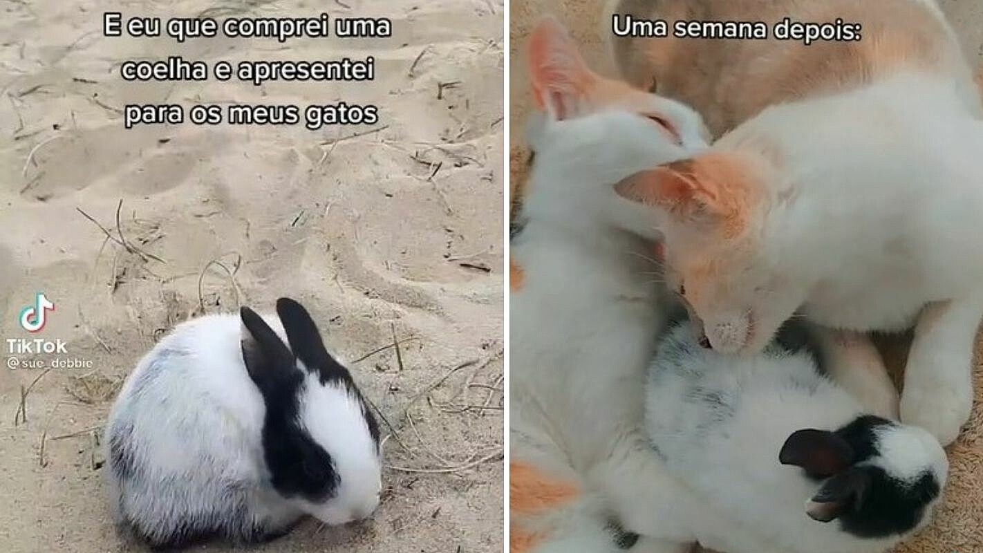 Tutora prova que gatos podem se dar bem com coelhos filmando a relação fofa entre os seus – [Blog GigaOutlet]