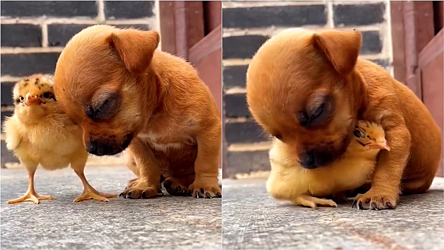 FILHOTES DE CACHORRO - TOP VÍDEOS para amar muito! 