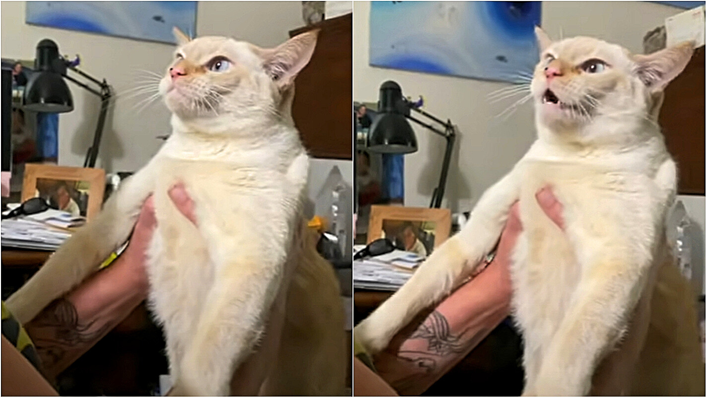 Vídeo de gato que late faz sucesso na internet