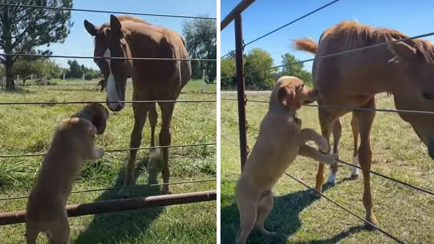 Cavalo se torna amigo de cachorro e trocam carinhos em vídeo adorável