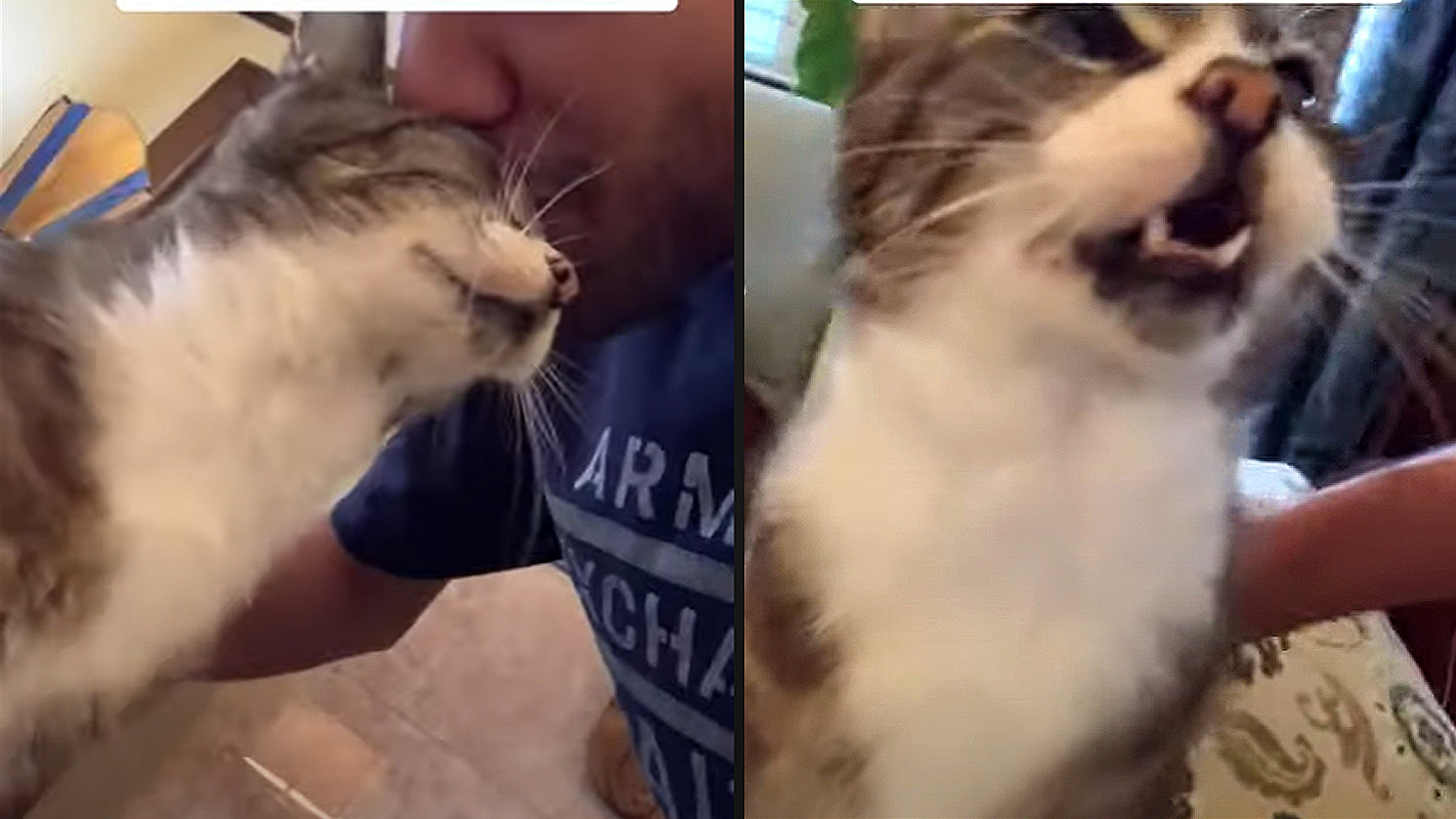 Cão fica apavorado ao ganhar beijos de gato e vídeo engraçado