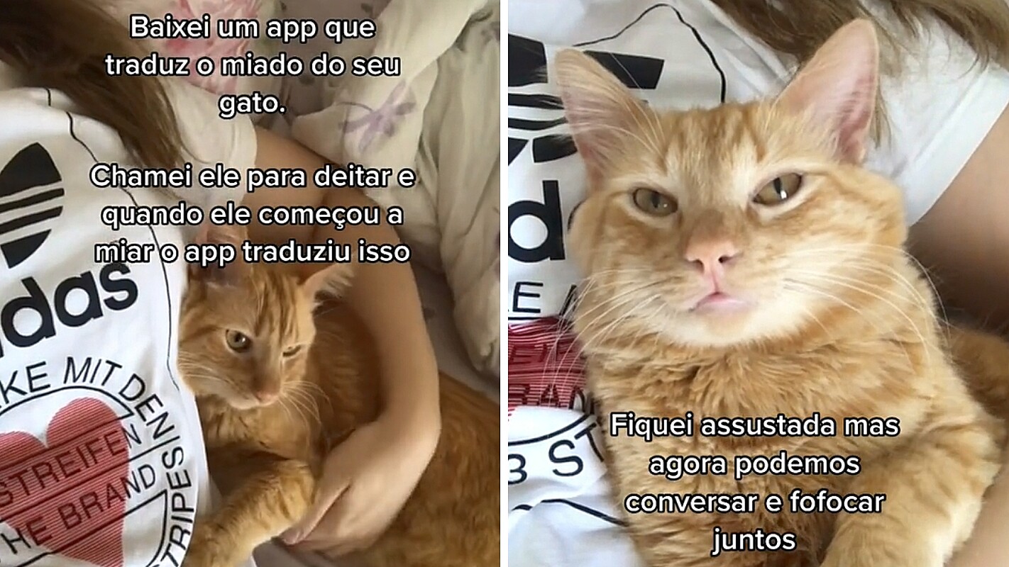 bichinho virtual gato falante｜Pesquisa do TikTok