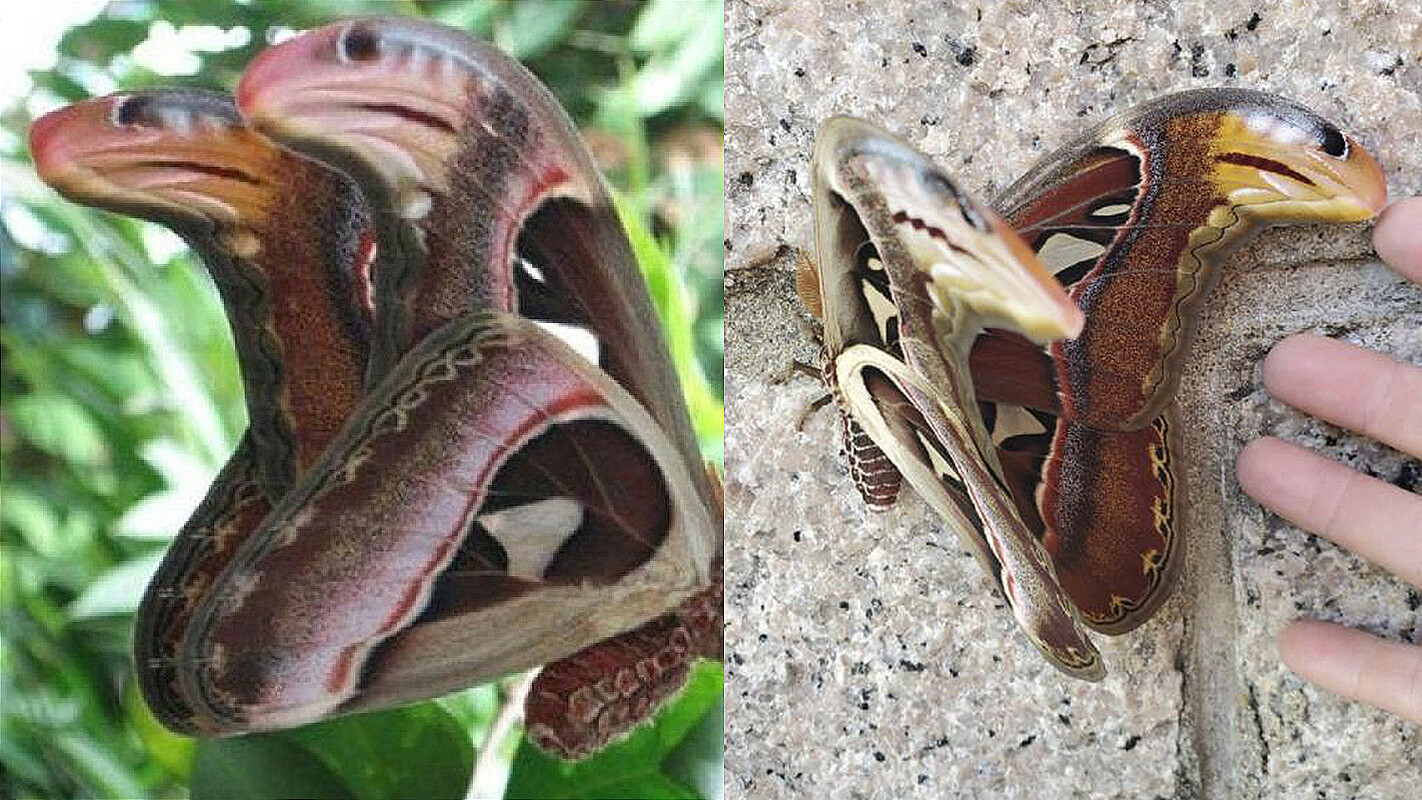 Conheça a espécie de mariposa que se parece com duas cobras, image size:1422x800